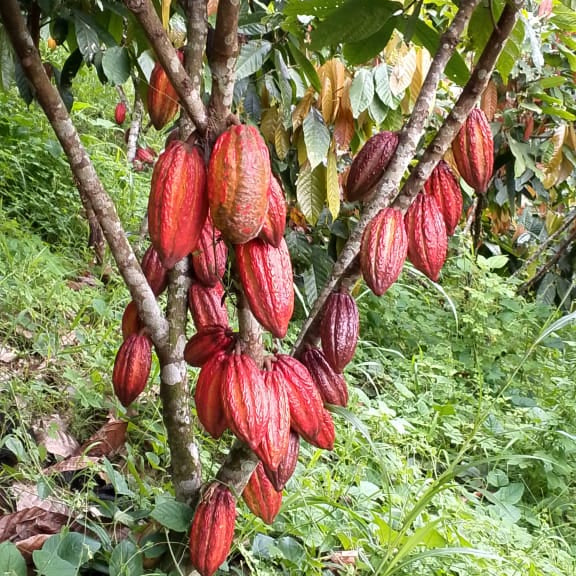 Plántula de cacao (CCN51)