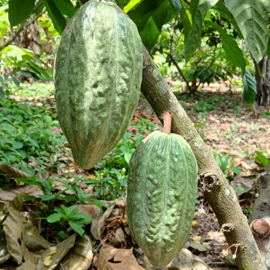 Plántula Cacao Nacional Fino de Aroma