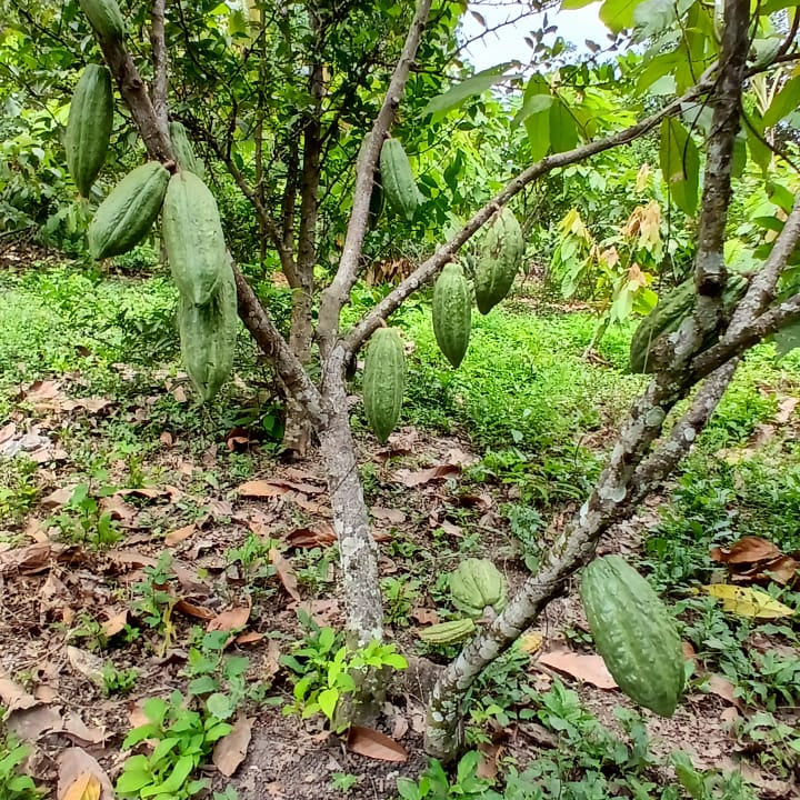 Plántula Cacao Nacional Fino de Aroma