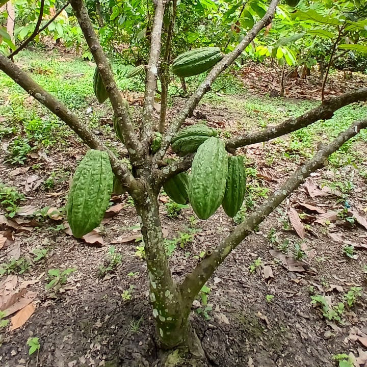 Plántula Cacao Nacional Fino de Aroma